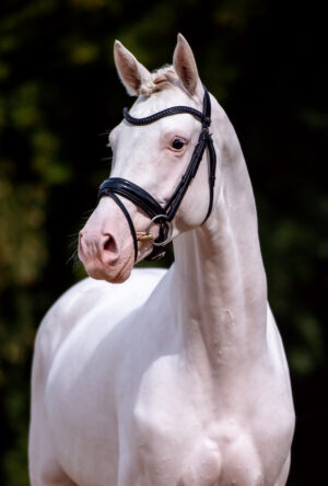 Hengstkollektion 2022 Hengstportrait „Esquin White“
