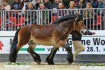 Arvid auf der Bundeshengstschau 2017 (c) Peter Tendler 