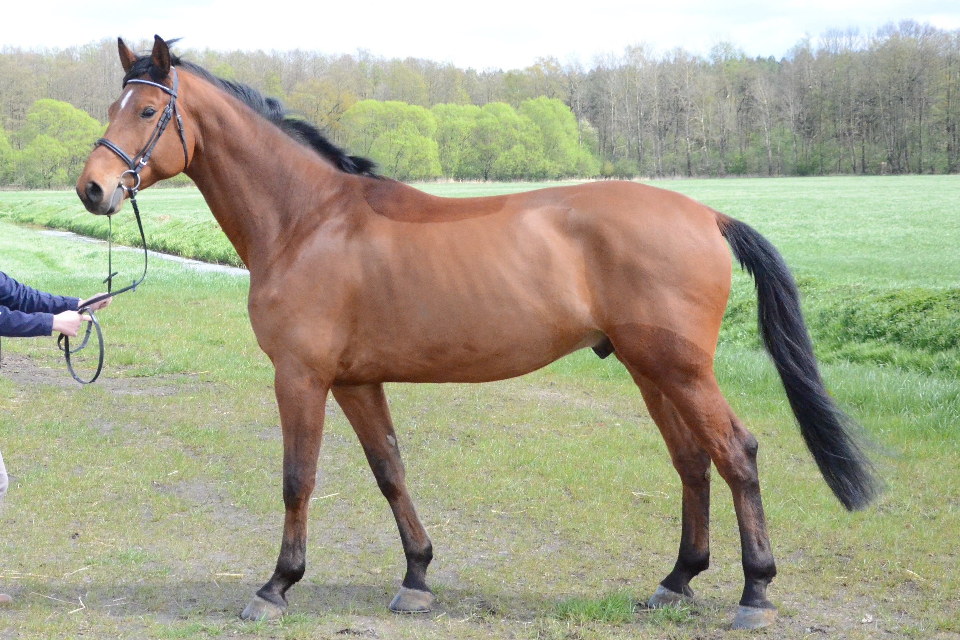 Caiser Wilhelm - Landgestüt Redefin