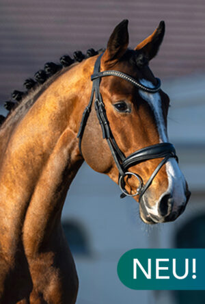 Canoche@2x Canoche@2x