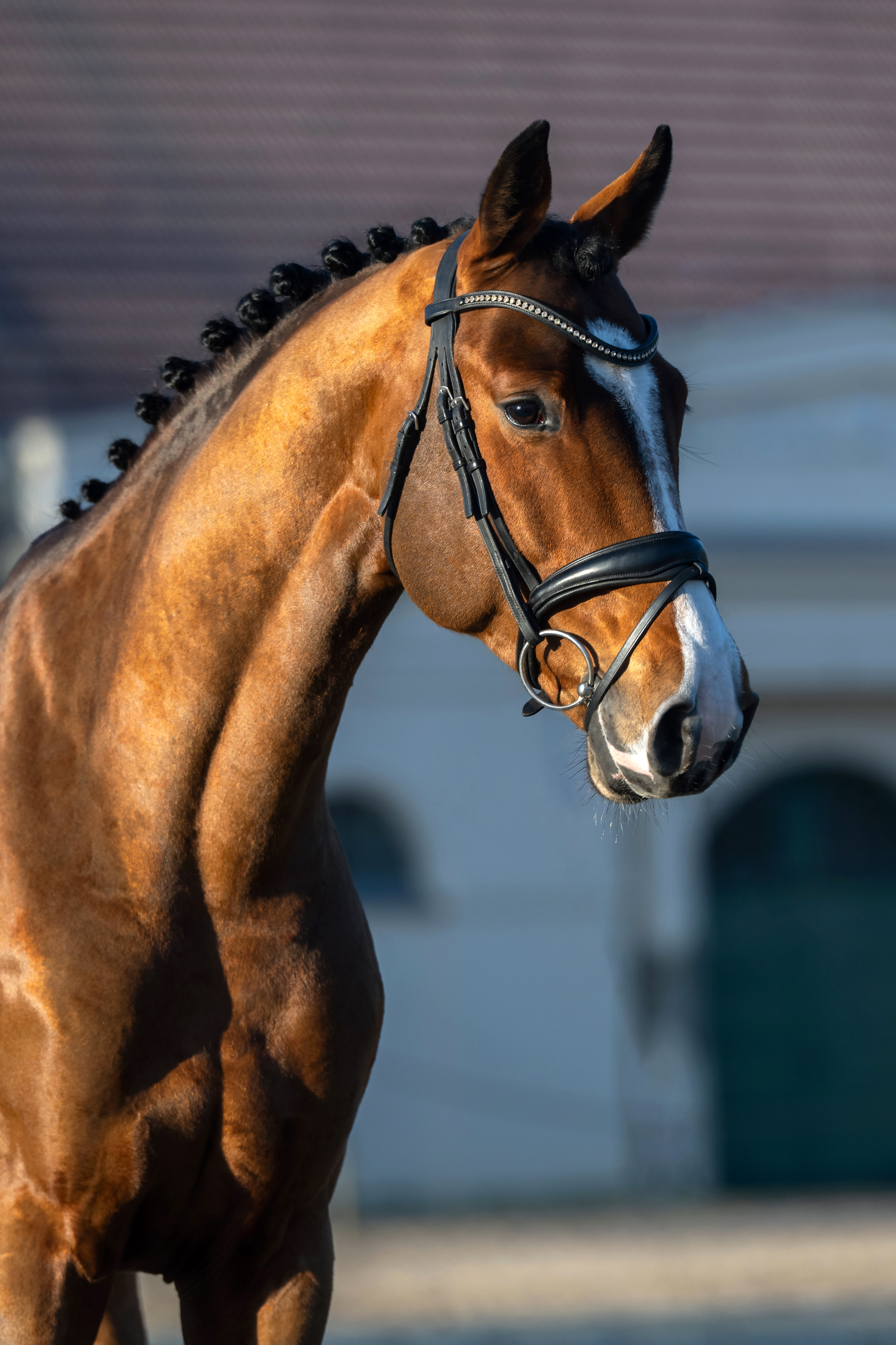 Canoche_Portrait_2026_Peggy Schröder Fotografie