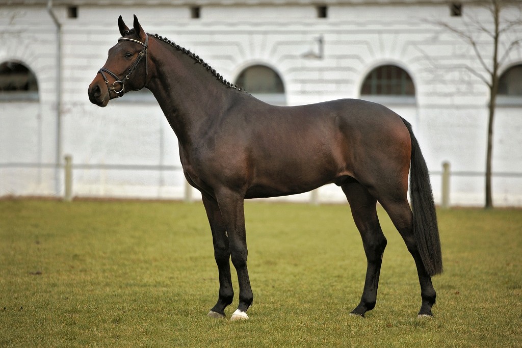 Coolidge Landgestüt Redefin