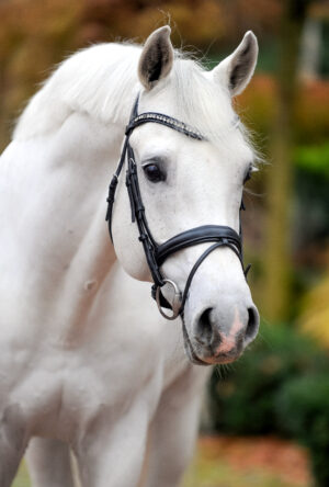 Cordess_DSC_7915_Lehmann(1)