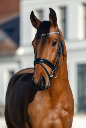 Cornetto_Portrait_2026_(c) Peggy Schröder Fotografie