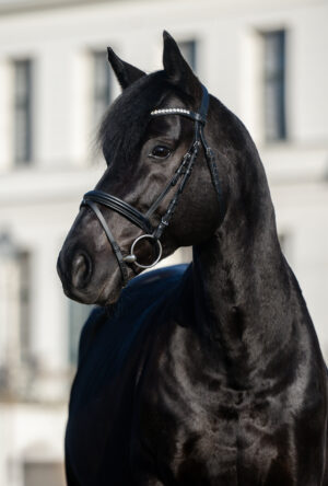 Elegant_Maximus_Portrait_2026_Peggy Schröder Fotografie