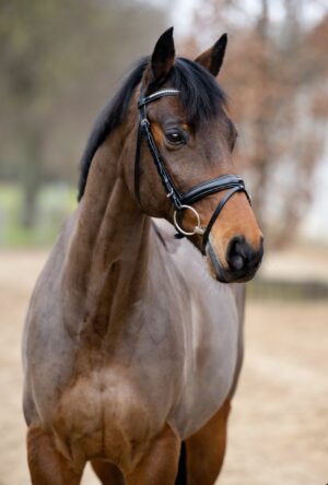 Lancelot