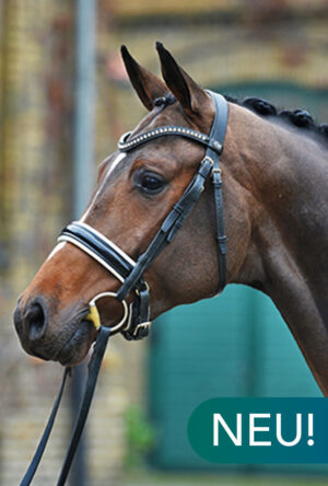 Obsidian@2x Obsidian@2x