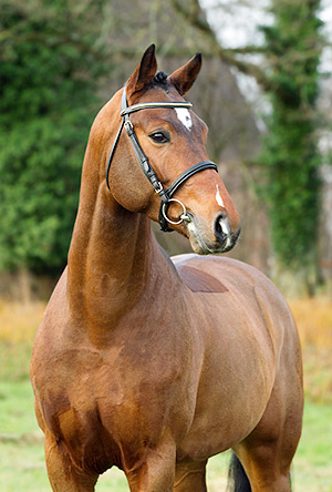 Arko Junior PMS / Landgestüt Redefin Arko Junior PMS / Landgestüt Redefin