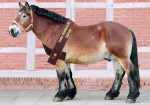 Deckhengst Arvid