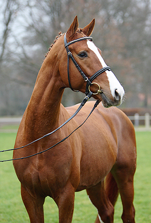 Lehrpferd Conter